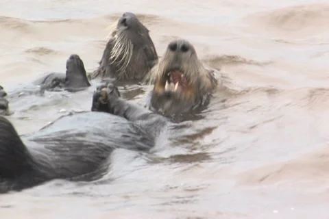 Sea otters Stock Footage 5221039