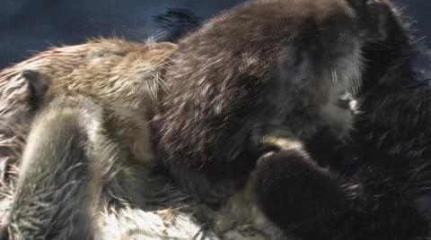 Sea otters Stock Footage 5710721