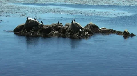 Sea Otters 動画素材 11293056