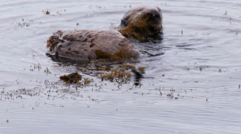 Sea otters Stock Footage 27124498