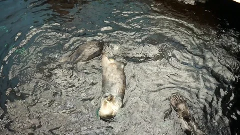 Sea otters Stock Footage 117920260