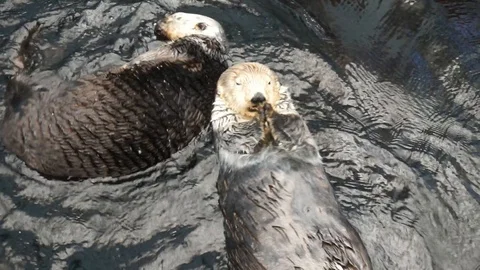 Sea ​​otters Stock Footage 117920302