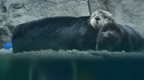 Sea otters MS1 動画素材 35424828