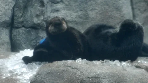 Sea otters MS2 Stock Footage 35424786