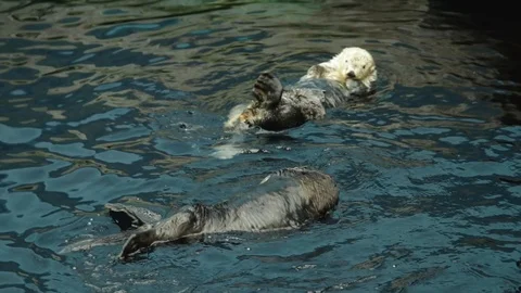 Sea Otters playing Stock Footage