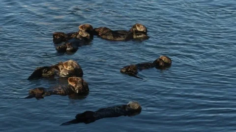 Sea Otters resting at surface, Morro Bay, California Video stock 74040010