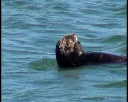Sea otters V1 - PAL Video stock 12458656