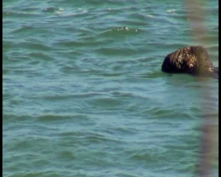 Sea otters V2 - PAL Video stock 12458646