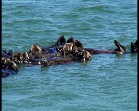 Sea otters V3 - PAL Video stock 12458629