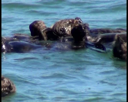 Sea otters V5 - PAL Video stock 12458601