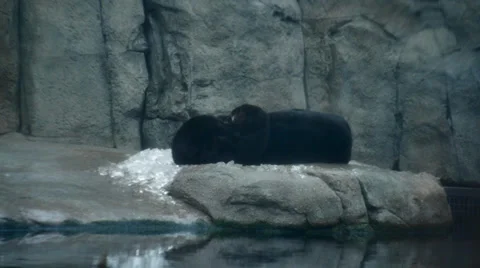 Sea otters WS2 Stock Footage 35424850