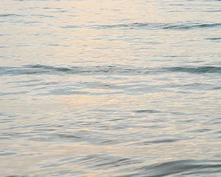Sea PAL 6 Stock Footage 938591