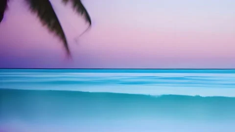 Sea of palm trees 4a Stock Footage 233677530