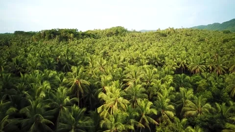 Sea of Palm Trees Stock Footage 248066823