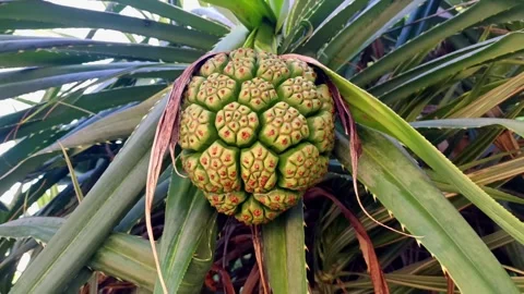 Sea Pandan, the fruit is like pineapple and the leaves can be made into mats Stock Footage 243399531