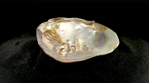 Sea pearl oyster shell on a black sand 4K Vídeos de archivo 266487853