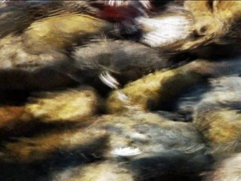 Sea Pebbles 2 Stock Footage 489982