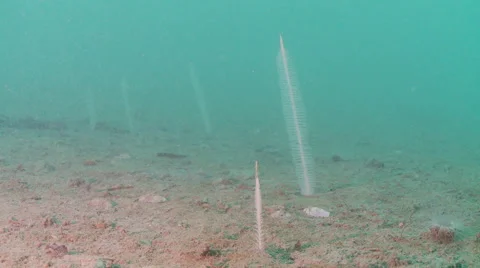Sea pen close up Video stock 49375416