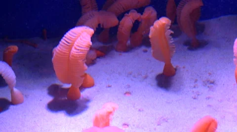 Sea Pen Stock Footage 43035614