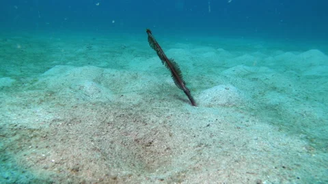 Sea Pen Stock Footage 139681808