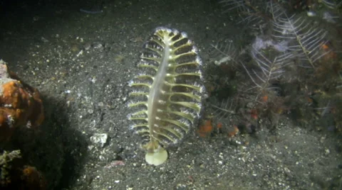 Sea pen (Pteroeides sp.) Stock Footage 53203082