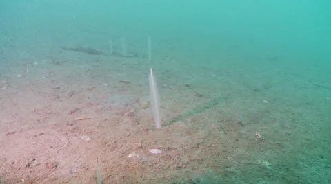 Sea pens Stock Footage 49375395