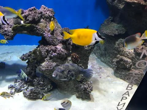 Sea Stock Photos
