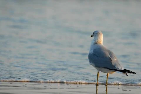 Into The Sea Stock Photos