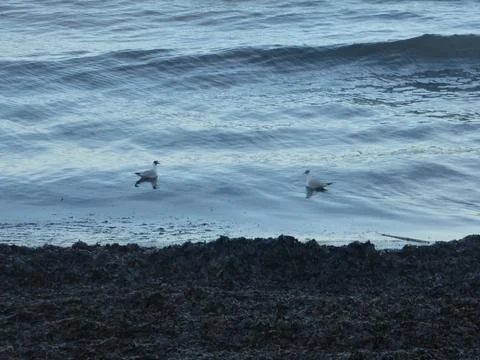 The sea Stock Photos