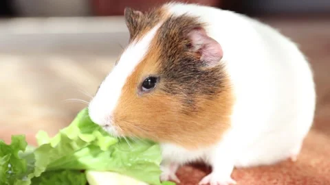 Sea pig eats fresh salad on the carpet in the living room Stock Footage 153510778