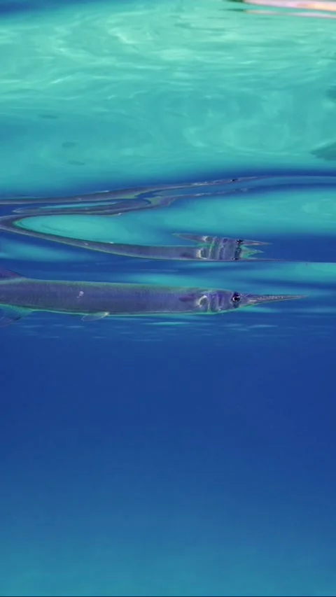 Sea pike swims under surface on bright sunny day, Slow motion Stock Footage 246357178