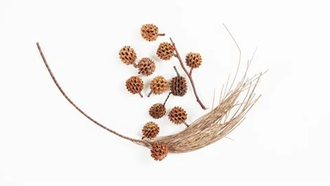 Sea pine cones rotates on a white Stock Footage 154350545