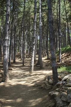 Sea pine forest 01 Foto stock