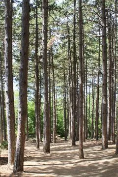 Sea pine forest 03 Foto stock