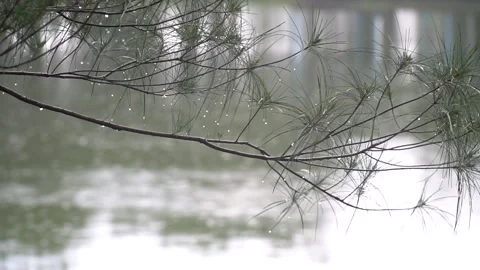 Sea Pine in Light Rain Stock Footage 237062423