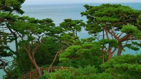 The sea pine tree: Stockbeeldmateriaal 80150799