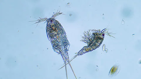 Sea plankton - Copepod, Microscope magnification 20x Stock Footage 321403480