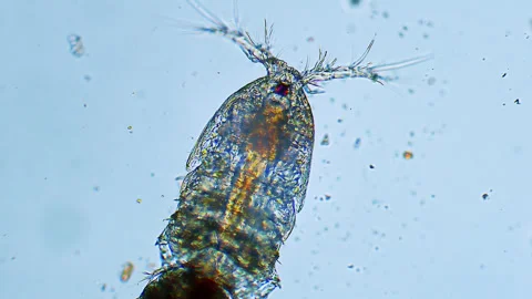 Sea plankton - Copepod, Microscope magnification 20x Stock Footage 321406726