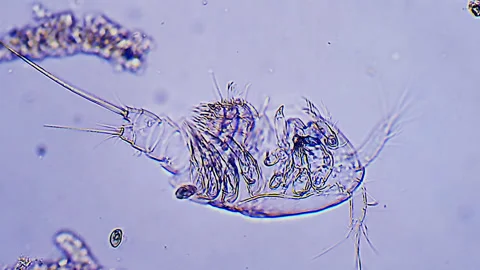 Sea plankton - Dead Copepod, Microscope magnification 20x Stock Footage 321404445