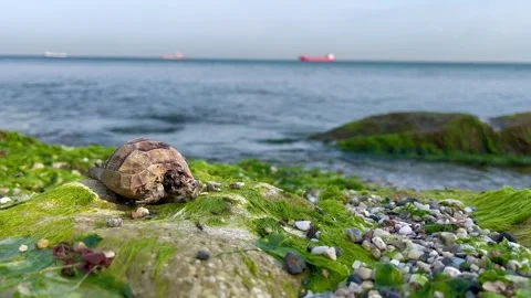 Sea pollution dead turtle Stock Footage 240384432