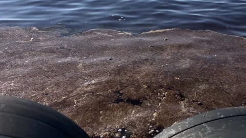 Sea Pollution from Pier Stock Footage 328525273