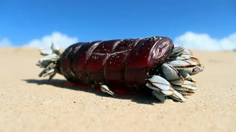 Sea pollution - shells Video stock 22080505