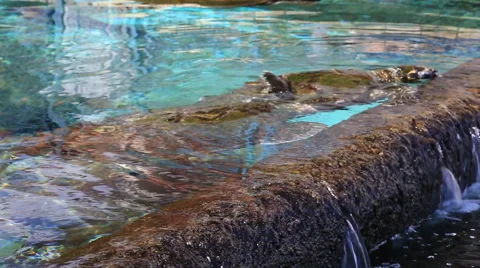 The sea pool with turtles. Red Sea, Eilat Stock Footage 44019393