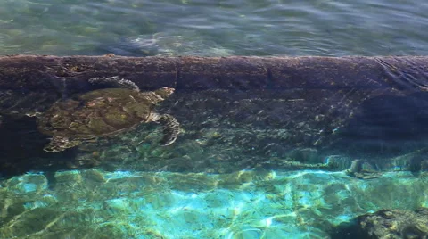 The sea pool with turtles. Red Sea, Eilat Stock Footage 44019564