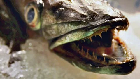 Sea predator Stock Photos
