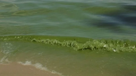 Sea in the process of flowering. Green algae Stock Footage 77565126