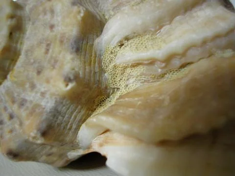 Sea raid on a shell and macro photography Stock Photos