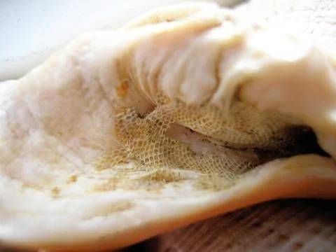 Sea raid on a shell and macro photography Stock Photos