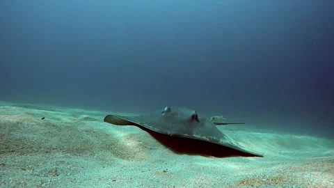 Sea ray fish gliding down the bottom of the coral reef Stock Footage 100089682