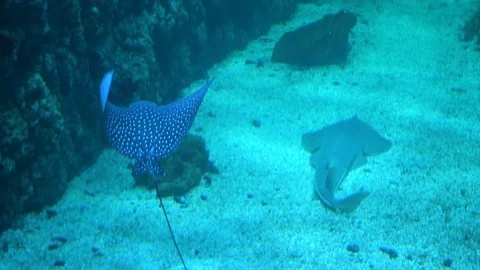 The sea rays roll in the oceanarium. Stingray in aquarium in Moscow Stock Footage 73277255